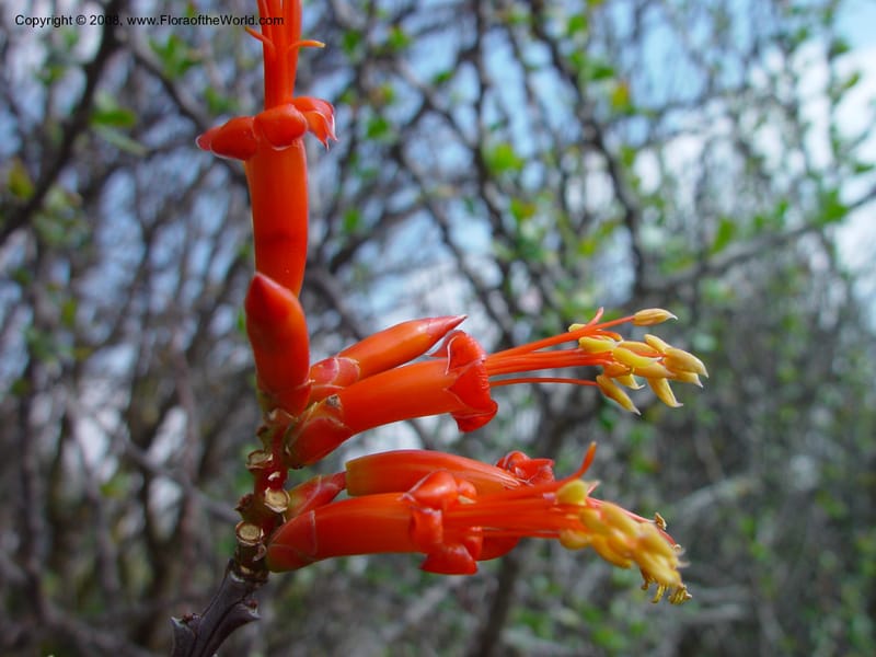 Fouquieria formosa, 24988--CA. Huntington Bot. Gard. 14 Feb 03. 135.jpg