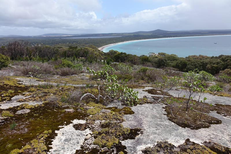 Anthocercis viscosa, Davidson, C 13498--Australia. W. A. Two People's Bay Nat. Res. 29 Oct 2016. DSC06475 (72).JPG