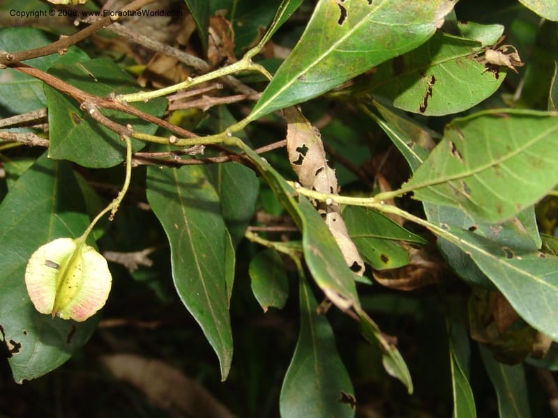 Combretum nelsonii--So. Africa. Lowveld Nat. Bot. Gard. 14 Mch 05. 096.jpg