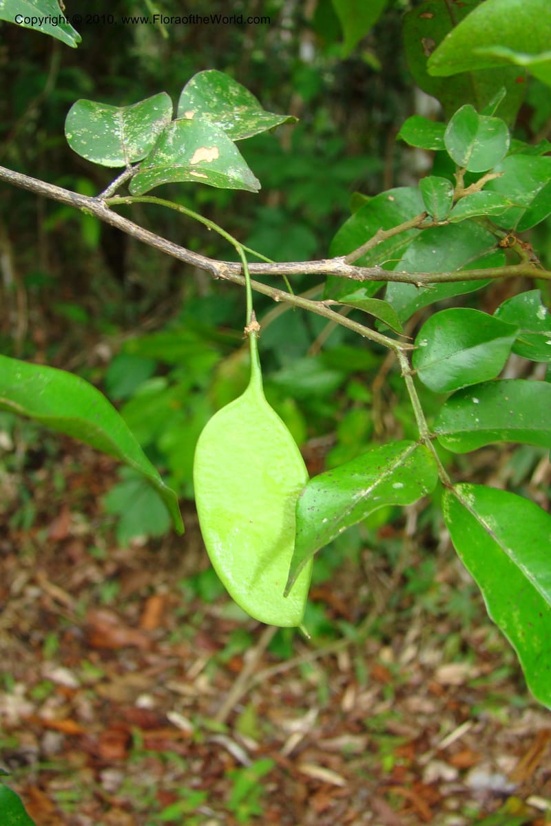 Swartzia, Vasquez 34766--Peru. Loreto. Dist. Nauta. Miraflores, Rio Tigre. 10 Nov 08. 465.jpg