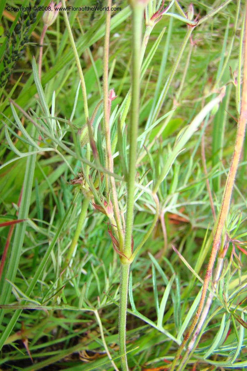 Geranium incanum, WKindeketa3021--Tanz. Makete Distr. Kitulo Nat. Pk. 25 Jan 08. 148.jpg