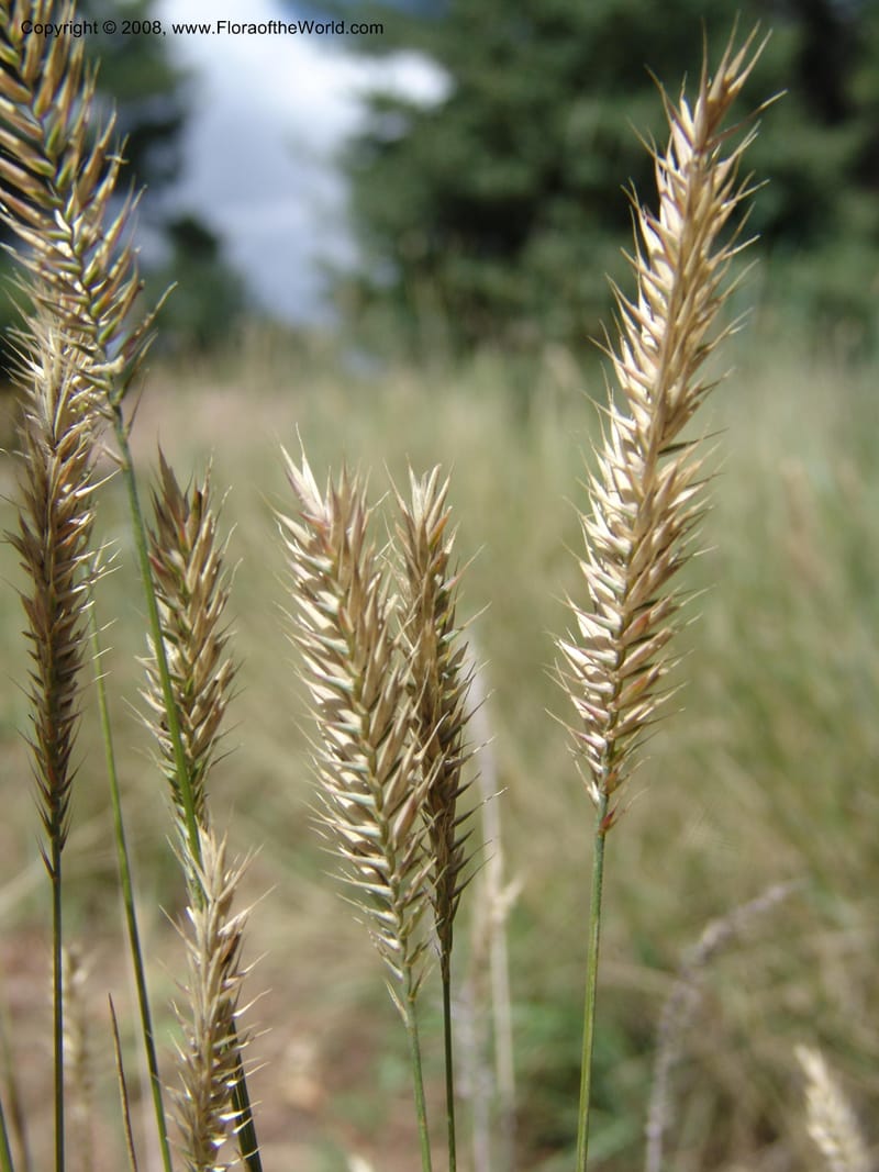 Agropyron desertorum--AZ. Arboretum at Flagstaff. 3 Sep 04. 212.jpg