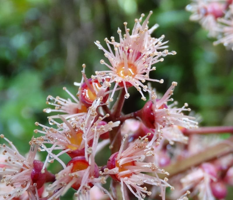 Syzygium, Plunkett, G 3181--Fiji. Waisali Rainf. Reserve. 4 Nov 2015. DSC08848 (12).JPG