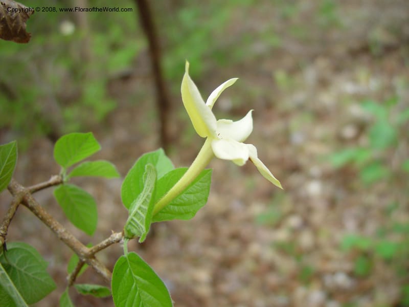 Randia monantha--Costa Rica. Palo Verde Biol. Station. 1 Apr 03. 166.jpg