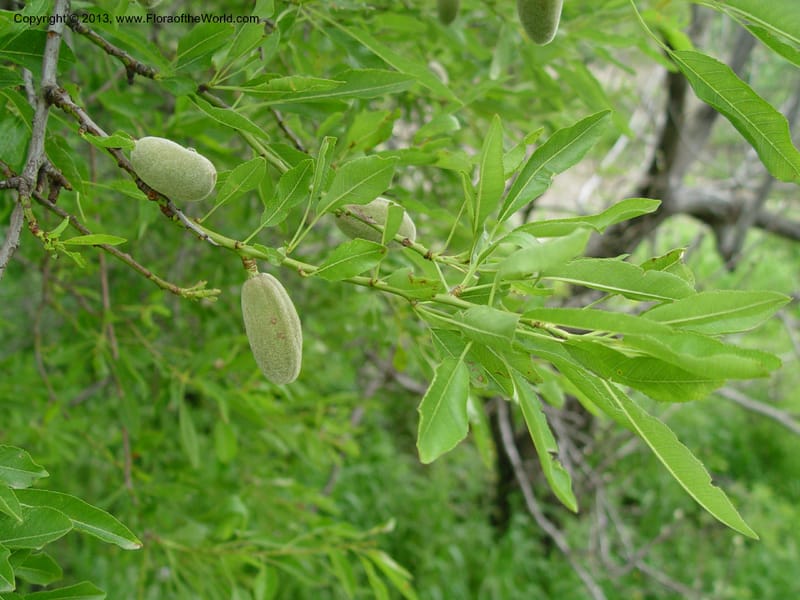 Prunus dulcis--Spain. Gran.Prv. 10 km S Jct. Albondon-Albunol, C333. 1 (26).jpg