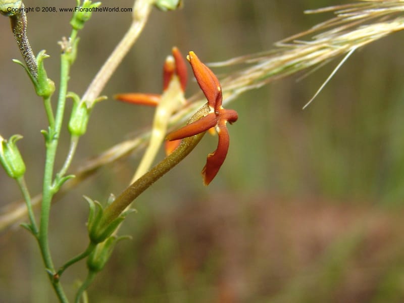 Jamesbrittenia --So.Africa. Mpumal. R577 N of Lydenburg. 16 Mch 05. 238.jpg
