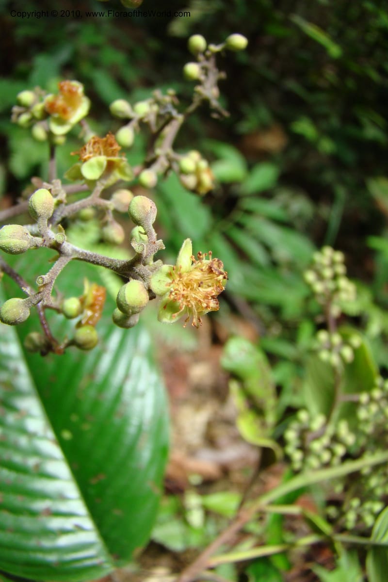 Tetracera, Vasquez 34802--Peru. Loreto. Dist. Nauta. Miraflores, Rio Tigre. 10 Nov 08. 546 (21).jpg