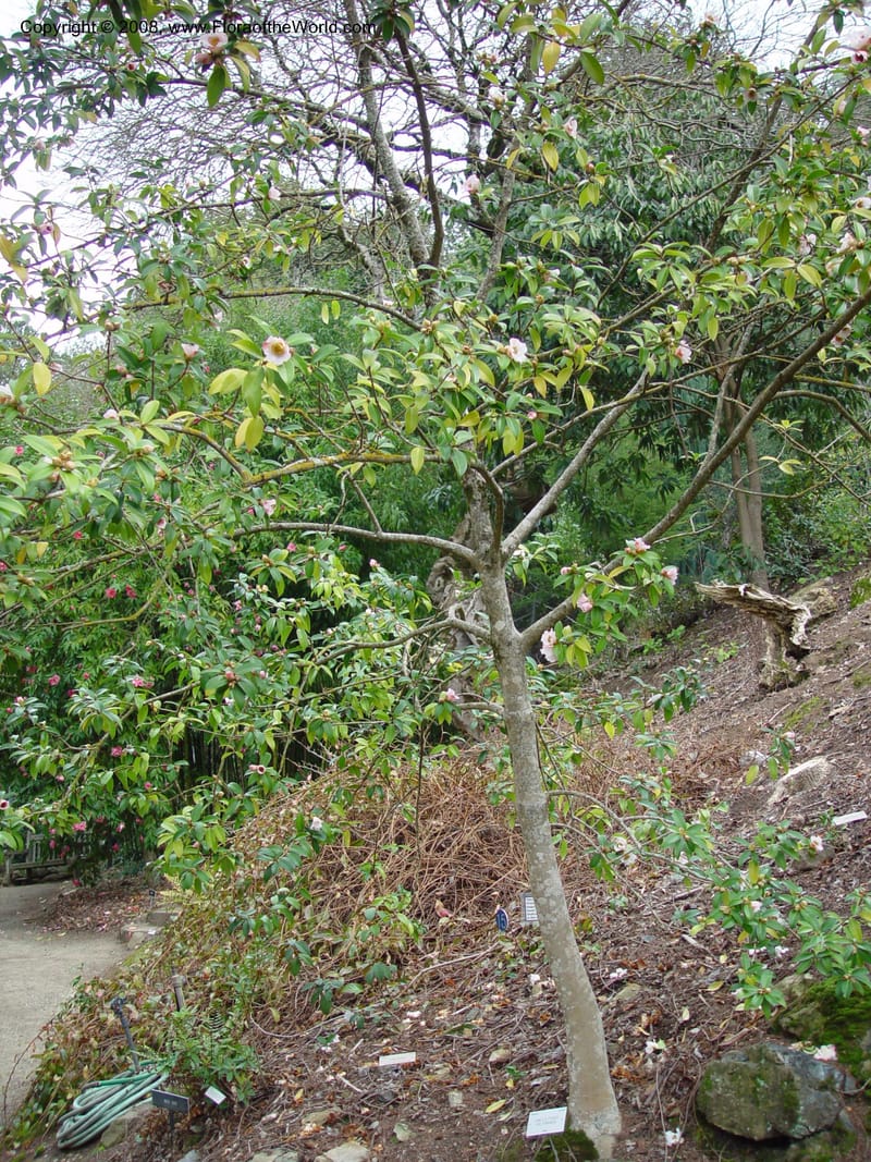 Camellia pitardii var. yunnanica, 54.0431--CA. UC Berkeley Bot. Gard. 11 Feb 03. 013.jpg