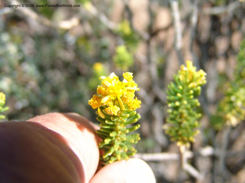 Euryops candollei--So.Africa. E. Cape. Joubert's Pass, SE of Lady Gray. 9 Mch 05. 002.jpg