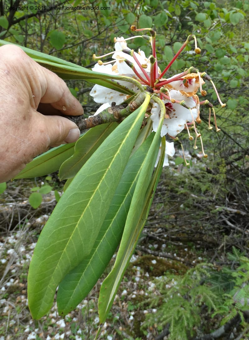 Rhododendron, Boufford, D 43641--China. Sichuan. XiaYingShan to XiangZhai. 10 May 2014. DSC05109 (240).JPG