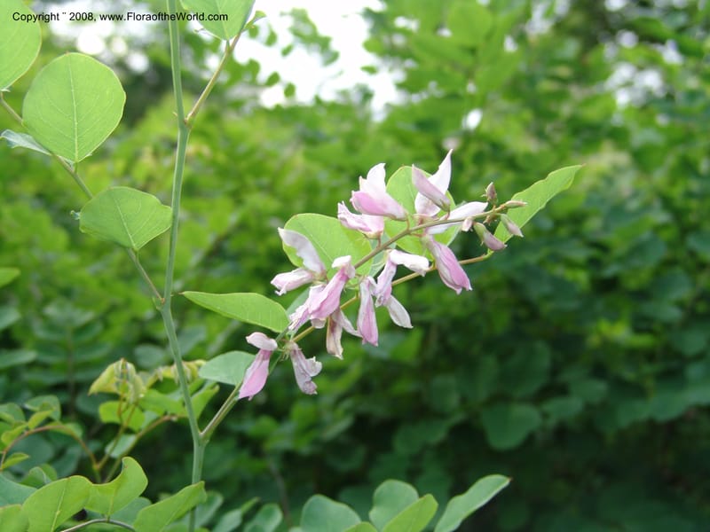 Indigofera kirilowii--IL. Chicago. Morton Arboretum. 1 Jul 05. 178.jpg