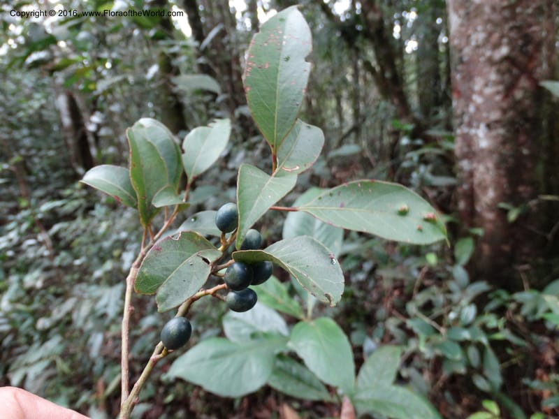 Elaeocarpus, Davidson, C 12744--Sabah. Mt. Kinabalu. Bundu Tuhan Trail. 11 Oct 2014. DSC04153 (212).JPG
