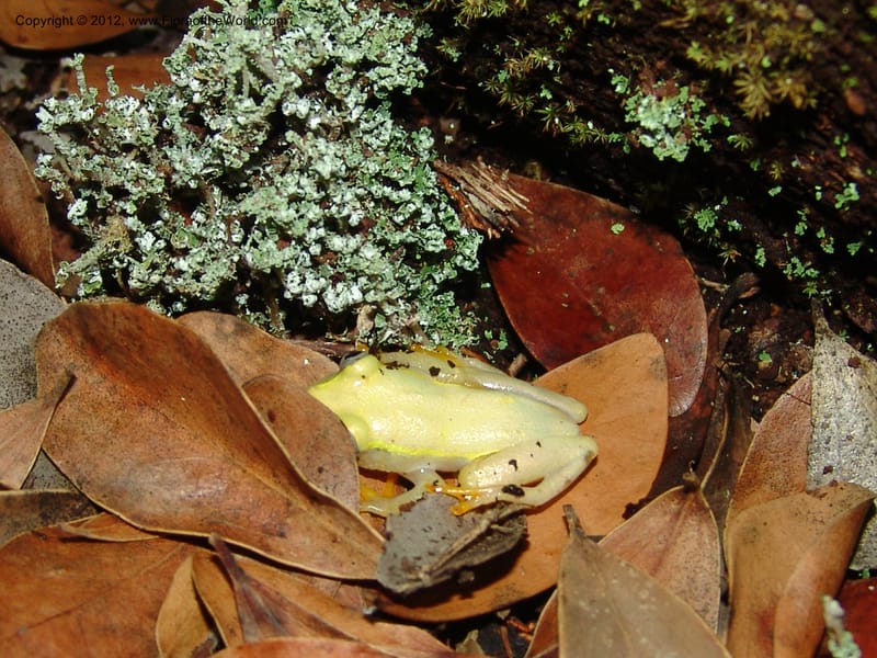 Frog from leaf underside of Ixora, Z.Rogers971--Madag. Prov.Toliara. Ste. Luce. 23 Jan 06. 218.jpg