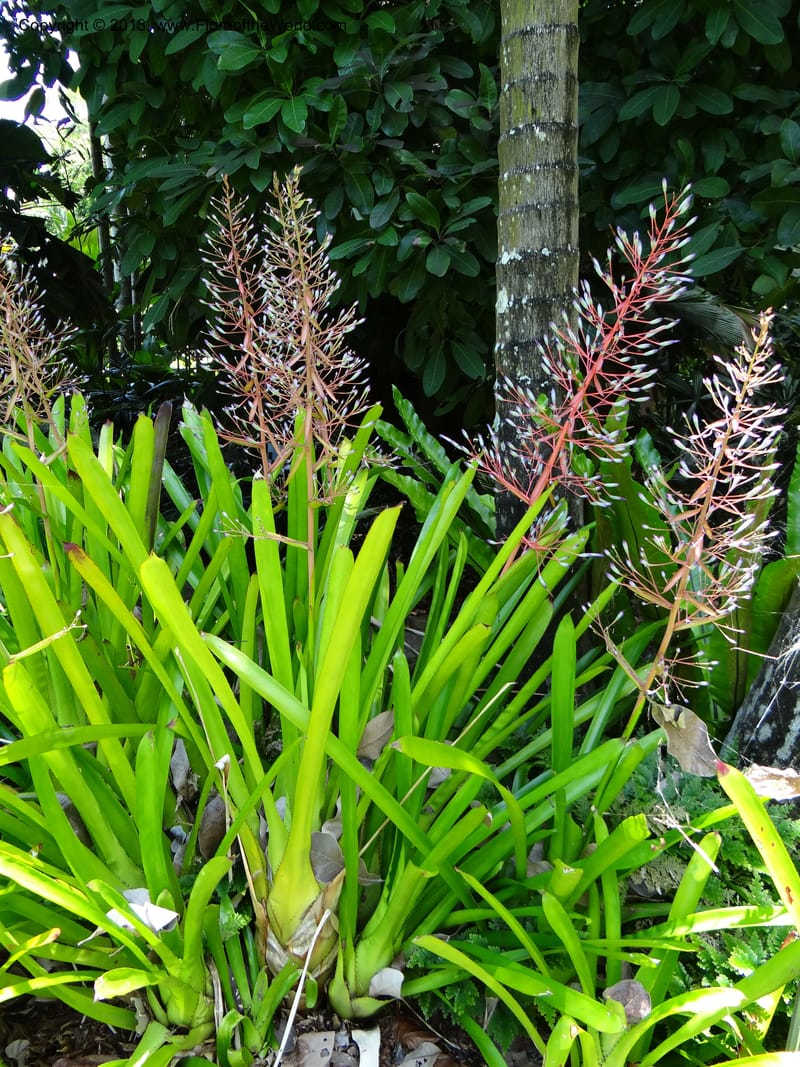 Portea leptantha--Australia. Queensland. Cairns B. G. DSC09035 (65).JPG