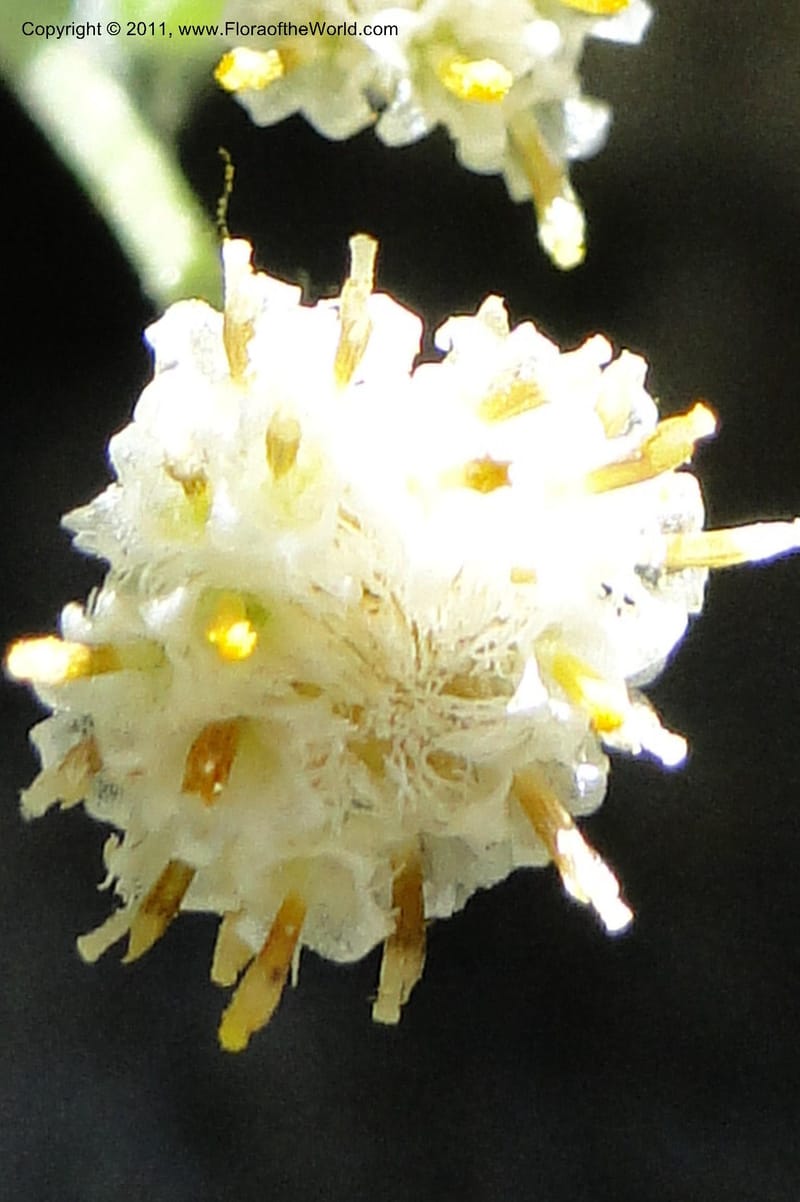 Antennaria racemosa, Davidson, C 11875--Idaho. Idaho Co. Warren Wagon Rd. 8 July 2011. 167 (15).jpg