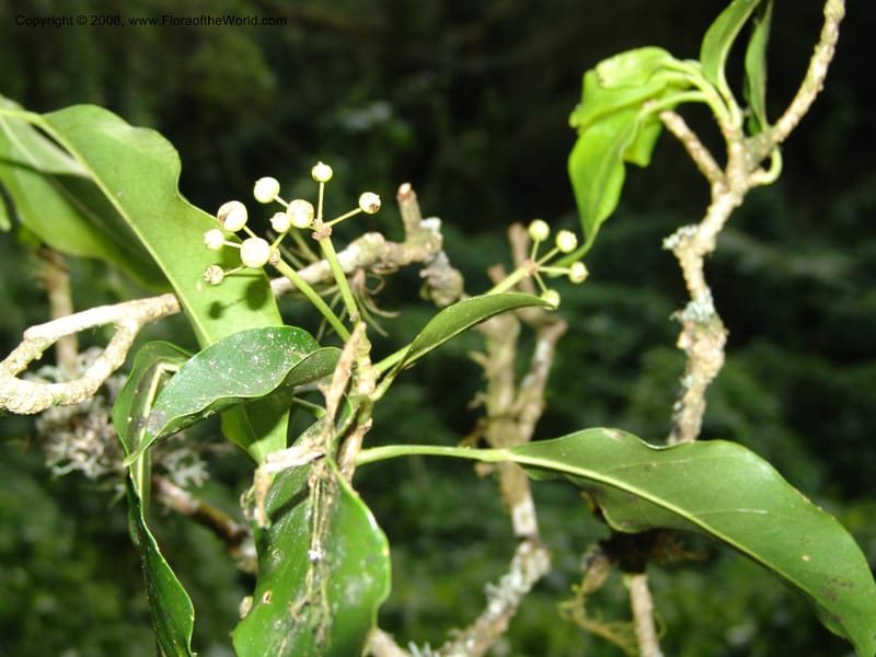 Dendropanax arboreus, N.Martinez521--MX. Chiapas. Res. Biosf. El Triunfo. Trail NW along stream. 9 Nov 04. 097.jpg