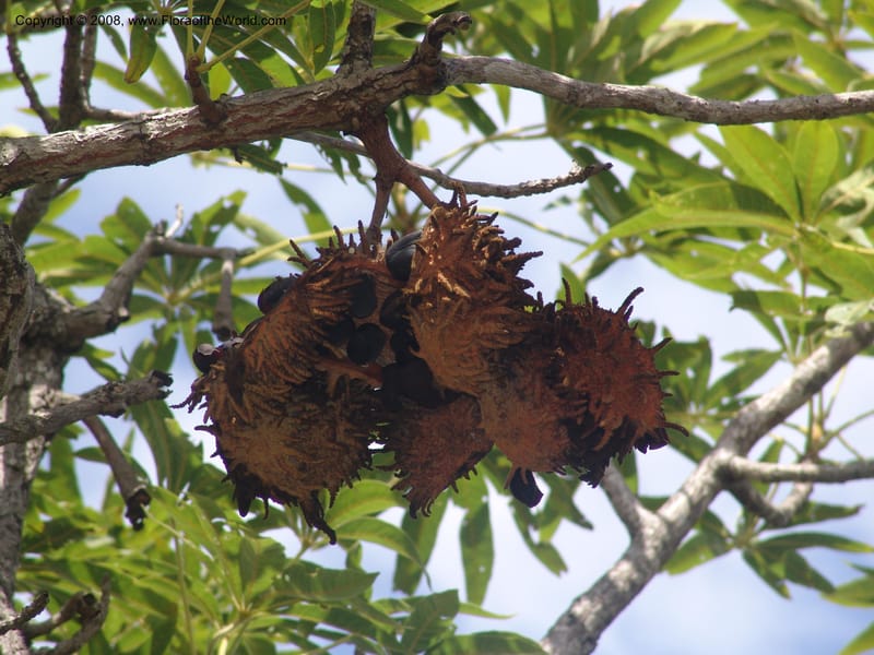 Sterculia murex--So. Africa. Mpumalanga. Karino. Whyte Thorne Garden. 19 Mch 05. 248.jpg