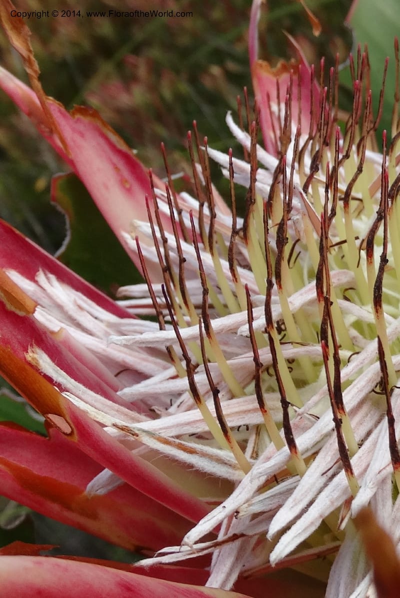 Protea cynaroides, Davidson, C 12315--South Africa. Western Cape. E. side, Fernkloof. 24 Jan 2014. DSC01799 (135).JPG