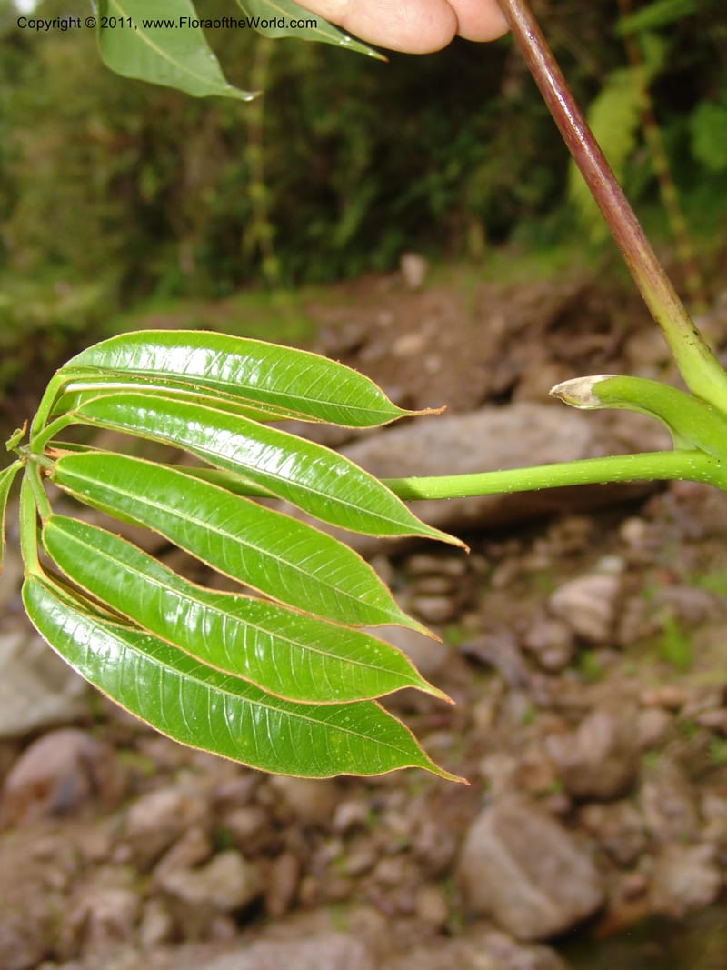 Schefflera, RVasquez31491--Peru. Prov. Oxa. Parq. Nac. Yanachaga Chemillen. 12 Oct 06. 720.jpg