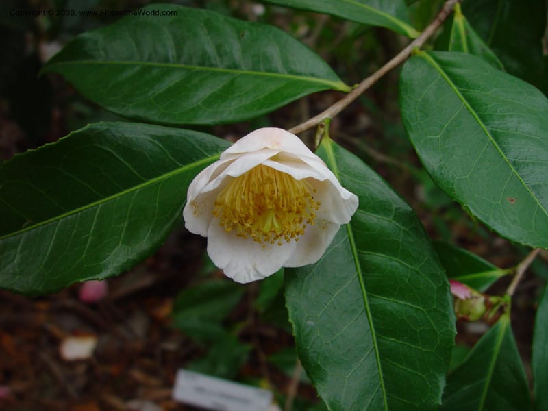 Camellia irrawadiensis, 75.0680--CA. UC Berkeley Bot. Gard. 11 Feb 03. 038.jpg
