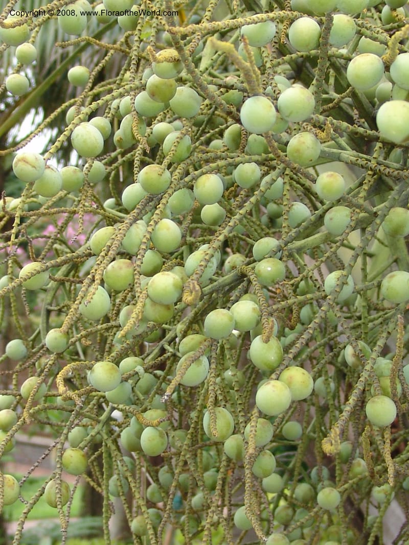 Dypsis decaryi--So. Africa. Durban Bot. Garden. 14 Mch 05. 022.jpg