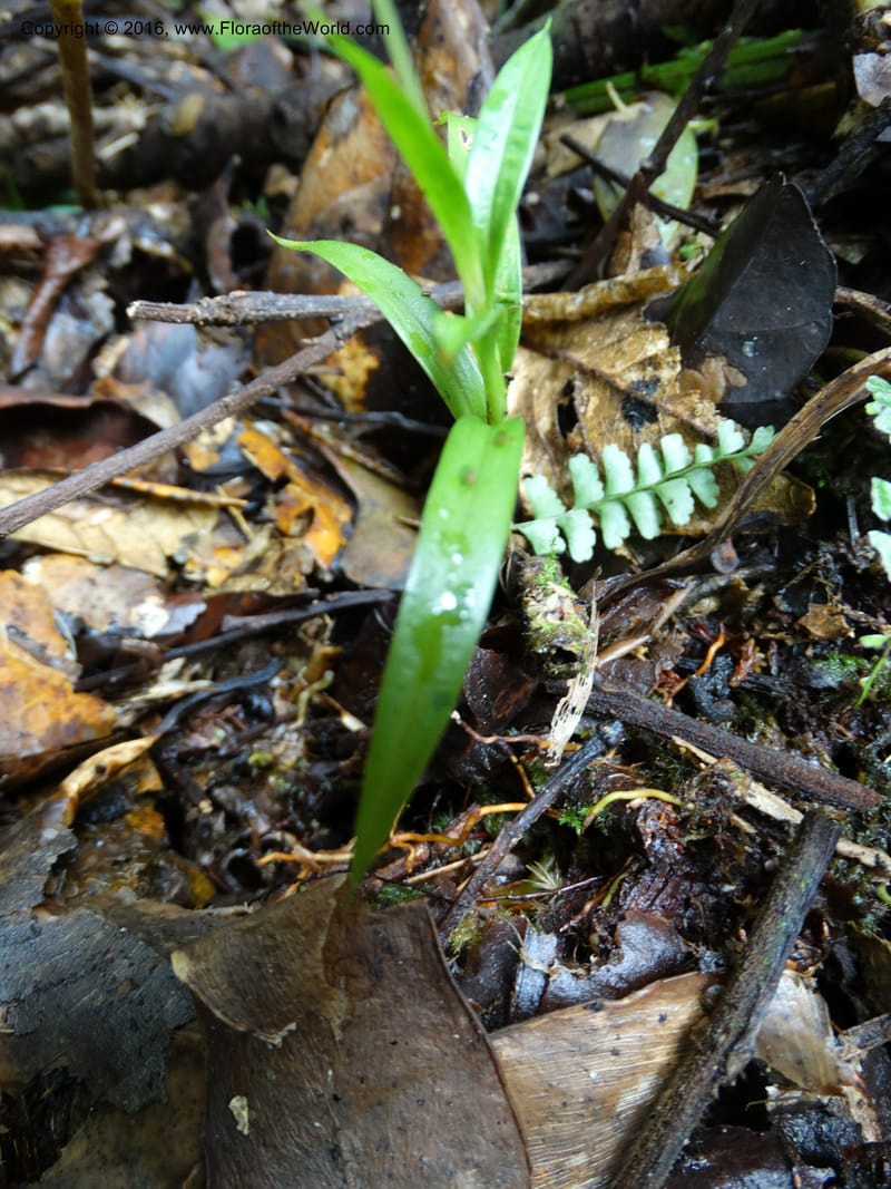 Burmannia longifolia, Davidson, C 12739--Sabah. Mt. Kinabalu. Bundu Tuhan Trail. 11 Oct 2014. DSC04153 (121).JPG
