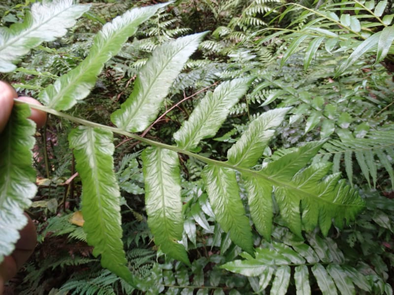 Diplaziopsis javanica, Munzinger, J 7402--New Caledonia. Haute Robinson. 11 Nov. 2015. DSC00909 (318).JPG