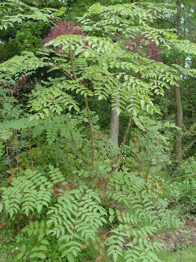 Aralia spinosa--No Carolina. Sarah P. Duke Garden, Durham. 11 Oct 03. 091.jpg