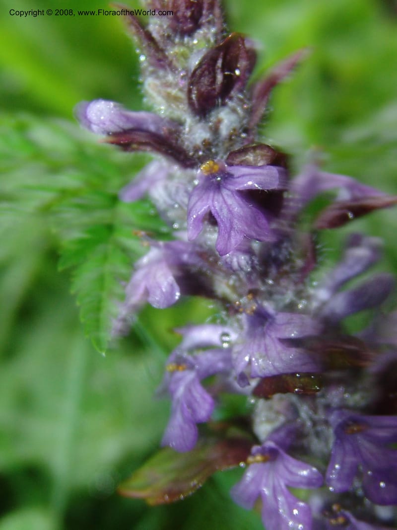 Stachys officinalis--Georgia. 2 km S of Bakuriani, rd to Khrats'koros. 6 Jun 05. 042.jpg