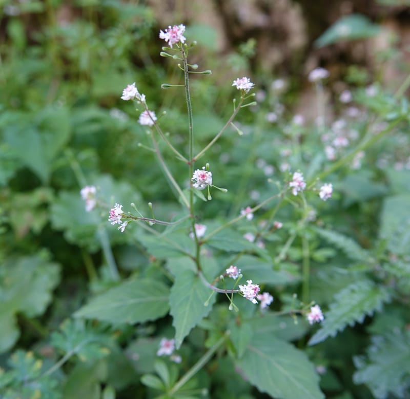 Circaea alpina subsp. imaicola, C. Davidson 13756--China. Sichuan. Yibailingba-gou. 12 Aug 2017. DSC04660 (639).JPG