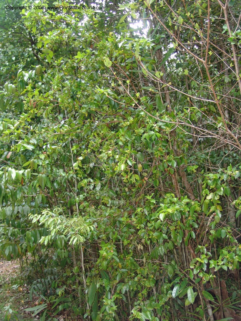 Psorospermum revolutum, RRanaivojaona1379--Madag. Toliara. Mandena Centr. Res. Ecol. 18 Jan 06. 032.jpg