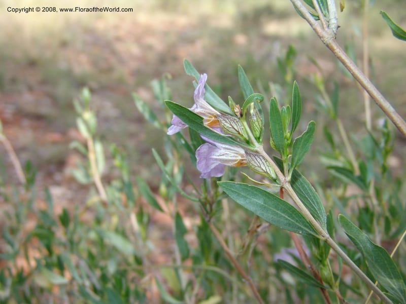 Petalidium oblongifolium cf--So.Africa. Mpumal. twd Steelpoort. 16 Mch 05. 008.jpg