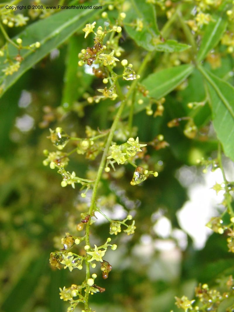 Rhus leptodictya--So.Africa. Lowveld Nat. Bot. Gard. 14 Mch 05. 102.jpg