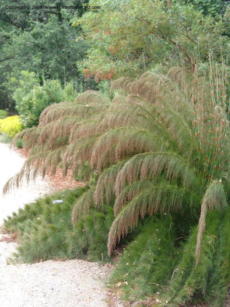 Ischyrolepis subverticillata--CA. McConnell Arboretum, Redding. 4 Jun 07. 193.jpg