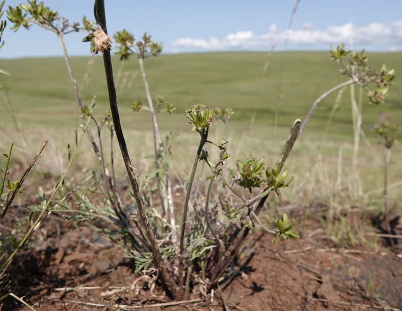Lomatium macrocarpum, C. Davidson 13790--Oregon. Wallowa Co. Upper Camp Creek Canyon. 5 Jun 2018. DSC05225 (72).JPG