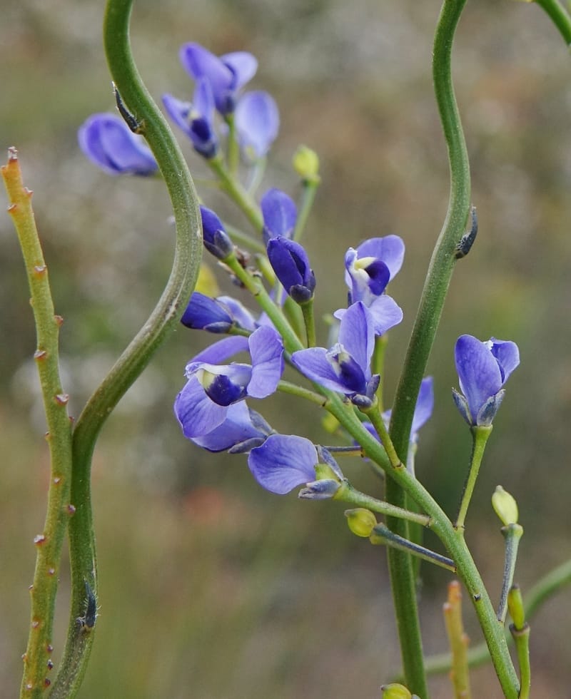 Comesperma volubile, Gray, B 9749--Australia. W. A. S of Sterling Range Rd. on Red Gum Pass Rd. 30 Oct 2016. DSC06952 (25).JPG