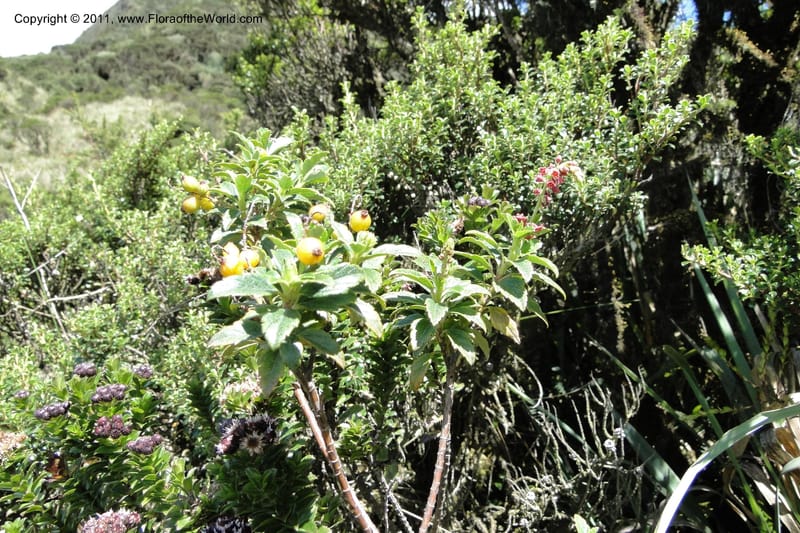 Ribes ecuadorense, Ulloa 2103--Ecuador. P. N. Sangay. 6 June 2011. 231 (11).jpg