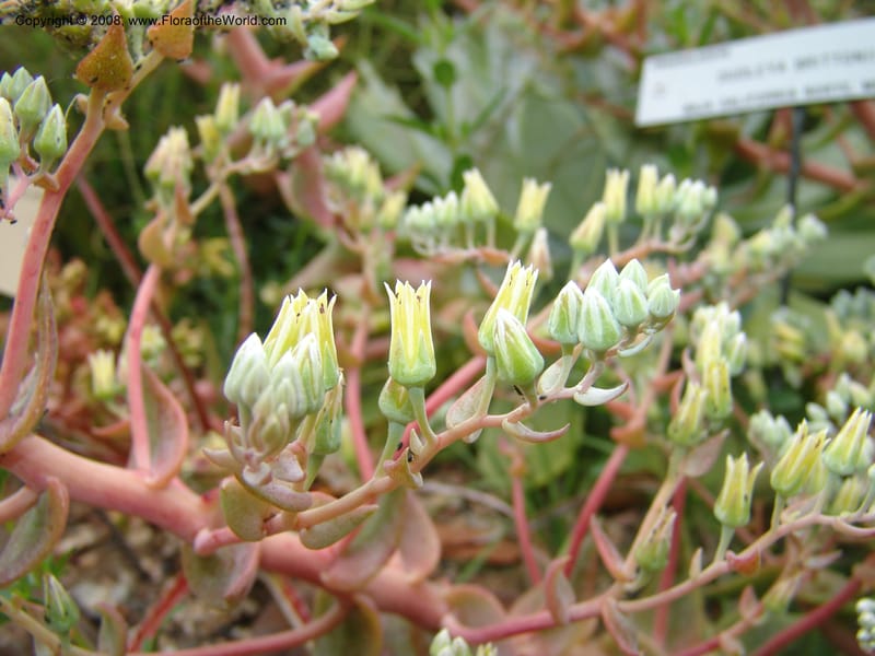 Dudleya brittonii, 93.0424--CA. UC Berkeley Bot. Garden. 31 May 07. 004.jpg