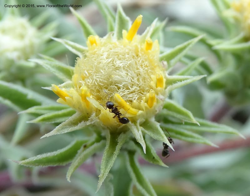 Pyrrocoma, Davidson, C 12630--ID. Idaho Co. Seven Devils Campground. 11 Aug 2014. DSC00412 (20).JPG