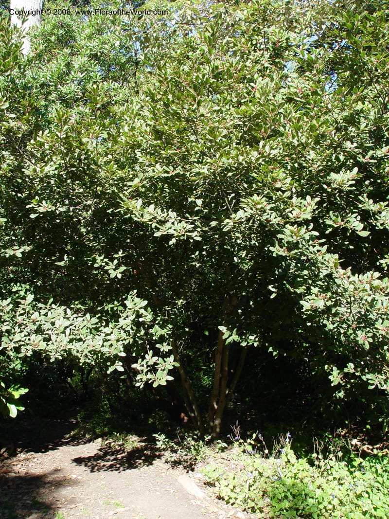 Rhamnus mucronata--CA. Strybing Arb. 26 Oct 03. 039.jpg