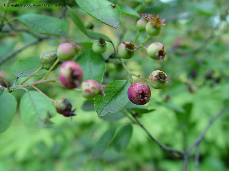 Amelanchier obovata--DE. Mt. Cuba Center. 24 Jun 03. 036.jpg