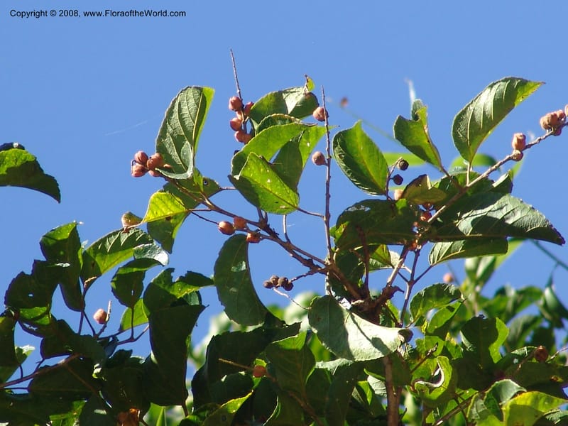 Croton--So.Africa. KZN. Scottburgh, S of Durban. 12 Mch 05. 016.jpg