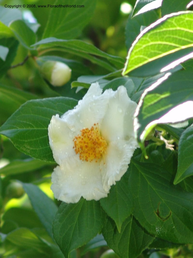 Stewartia pteropetiolata v. koreana, s.n.--CA. Quarryhill Bot. Garden, Glen Ellen. 1 Jun 07. 361.jpg
