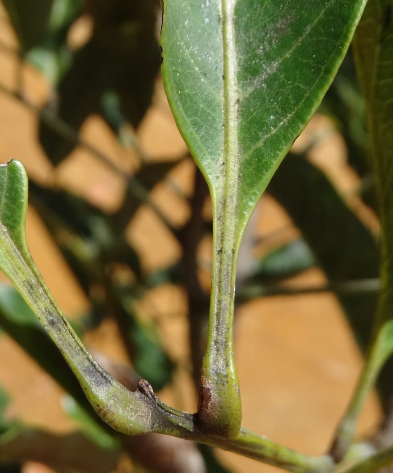 Lepidocupania lepidota, Callmander, M 1239--New Caledonia. Mont Dzumac. 12 Nov 2015. DSC01563 (365).JPG