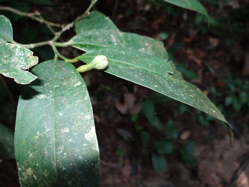 Anaxagorea, VC 5656--Thailand. Trang. Khao Baan Thad. 17 Nov 2012. DSC00079 (40).JPG