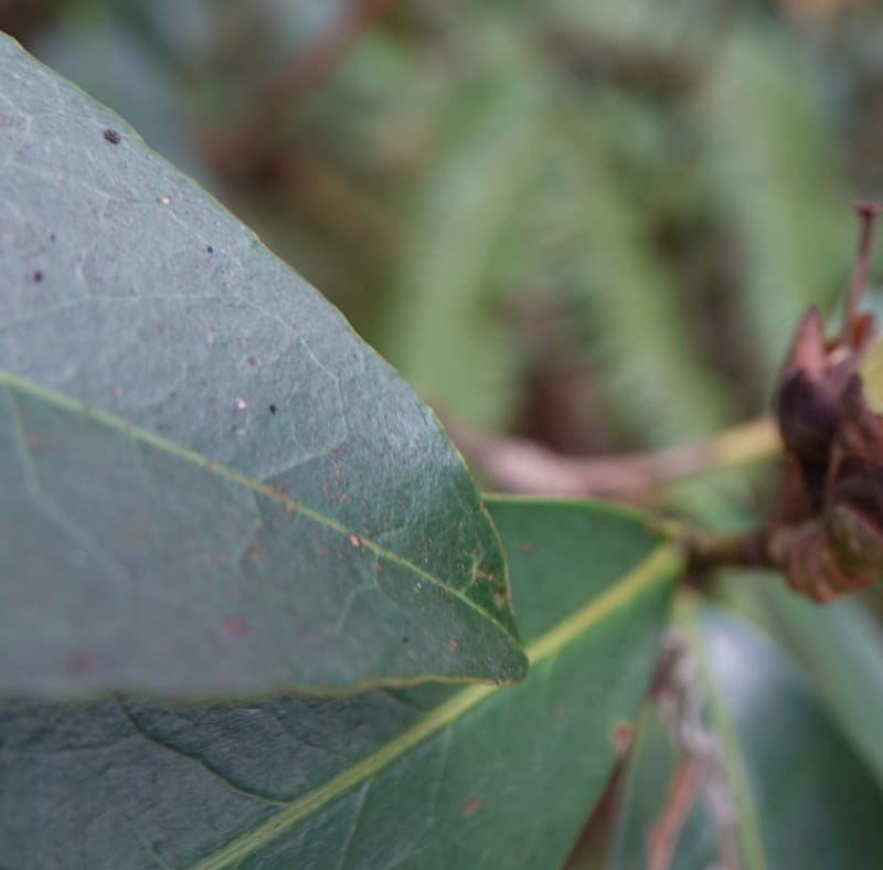 Polyspora axillaris, D. Boufford 44131--China. Yunnan. Meizi Lake Park. 3 May 2018. DSC01424 (95).JPG