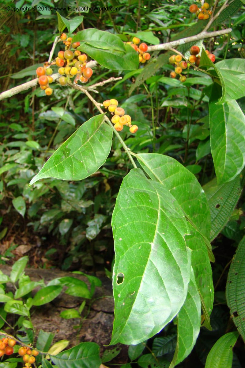 Sorocea, Vasquez 34748--Peru. Loreto. Dist. Nauta. Miraflores, Rio Tigre. 9 Nov 08. 266.jpg