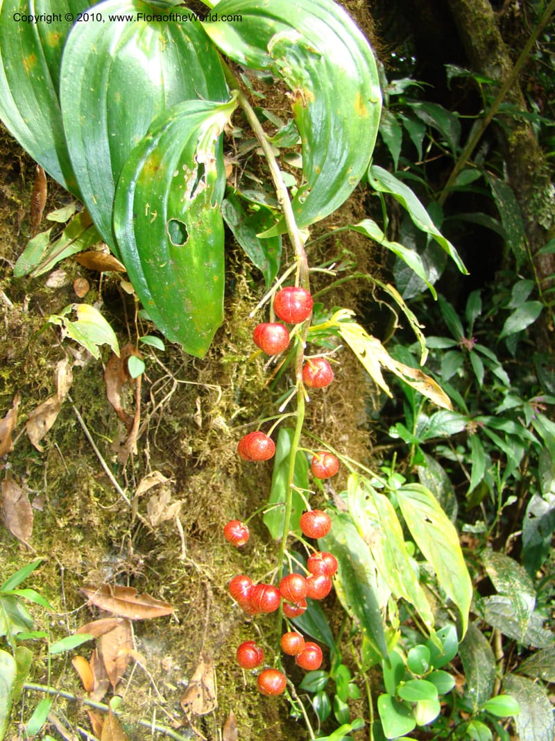 Maianthemum, B. Hemmel 24594--Costa Rica. Hered. Volcan Barva. 9 Apr 08. 316 (2).jpg