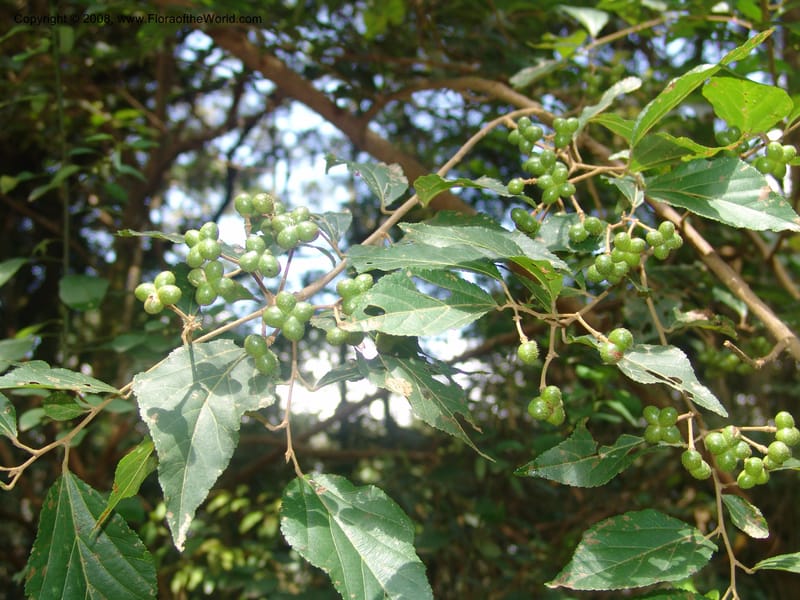 Grewia occidentalis cf--So.Africa. Mpumal. Moodie Mts.  18 Mch 05. 319.jpg