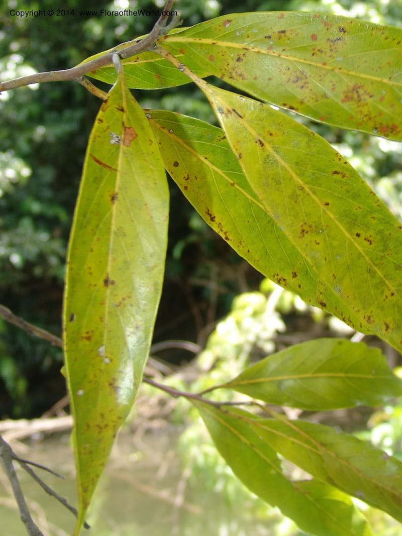 Nectandra amazonum, Farfan 795--Peru. Edo. Madre de Dios. Laguna Valencia. 22 Oct 05. 083 (10).jpg
